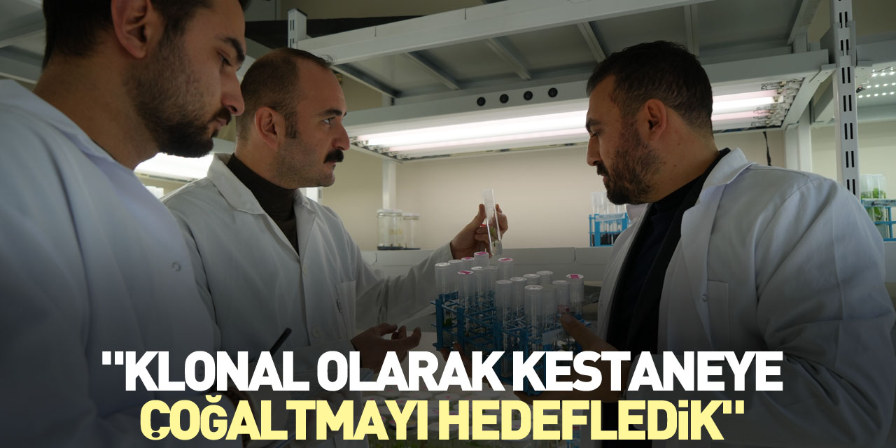 "Klonal olarak kestaneye çoğaltmayı hedefledik"