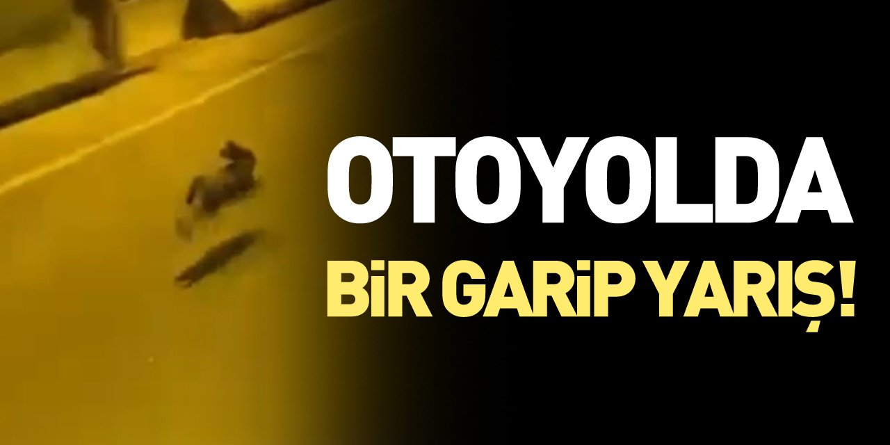 Otoyolda bir garip yarış!