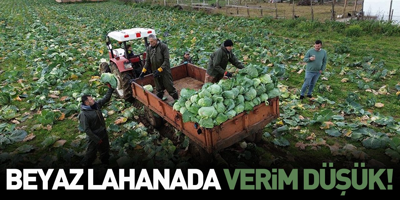 Bafra Ovası'nda beyaz lahanada 135 bin ton rekolte bekleniyor