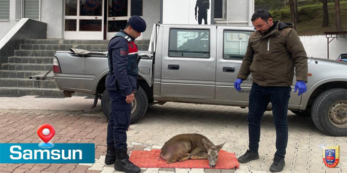 Yaralı karacaya jandarma sahip çıktı