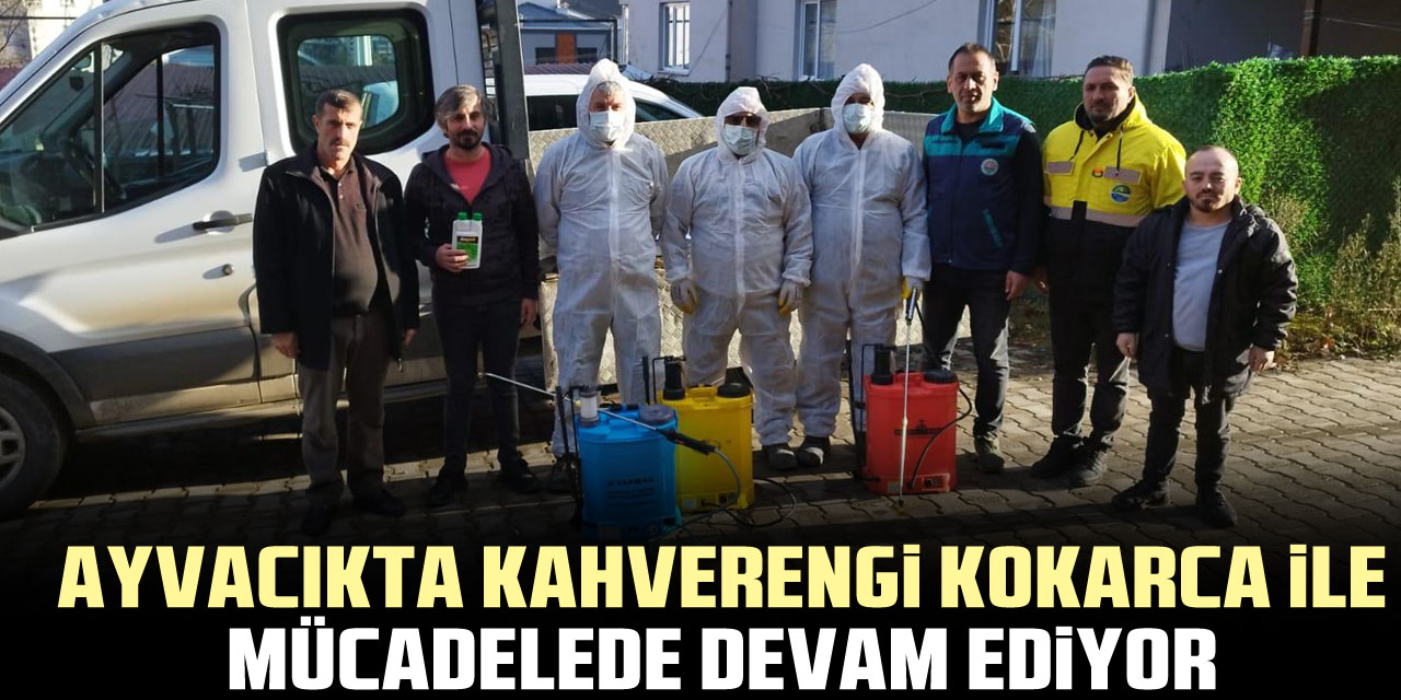 AYVACIKTA KAHVERENGİ KOKARCA İLE MÜCADELEDE DEVAM EDİYOR