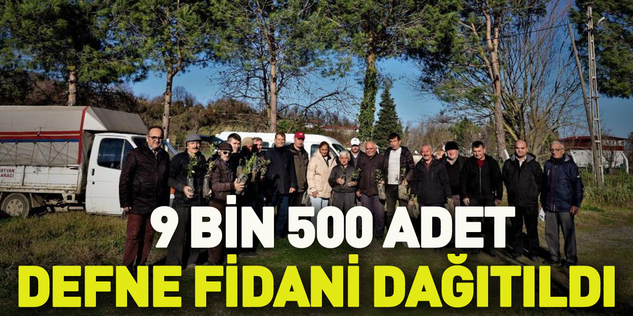 Bafra’da 9 bin 500 adet defne fidanı dağıtıldı