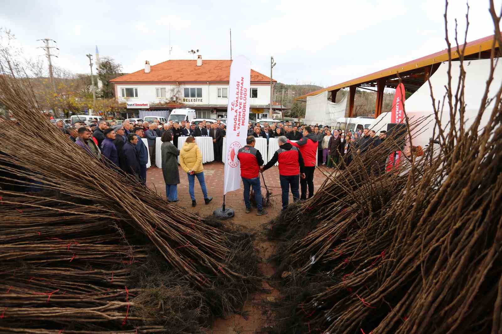 Kavaklıdere’de Cennet Elması fidanı dağıtımı