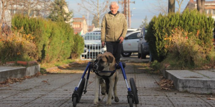 Köpeğinin tekrar yürümesini sağladı