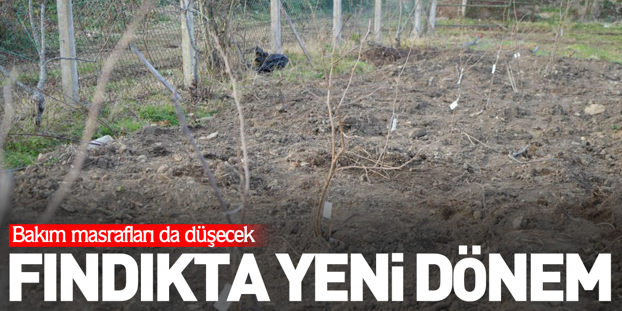 Fındıkta yeni dönem