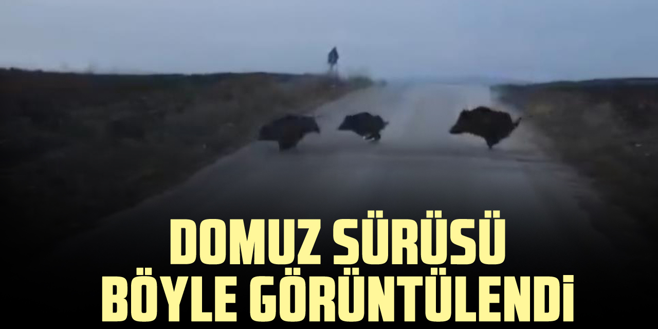 domuz sürüsü böyle görüntülendi