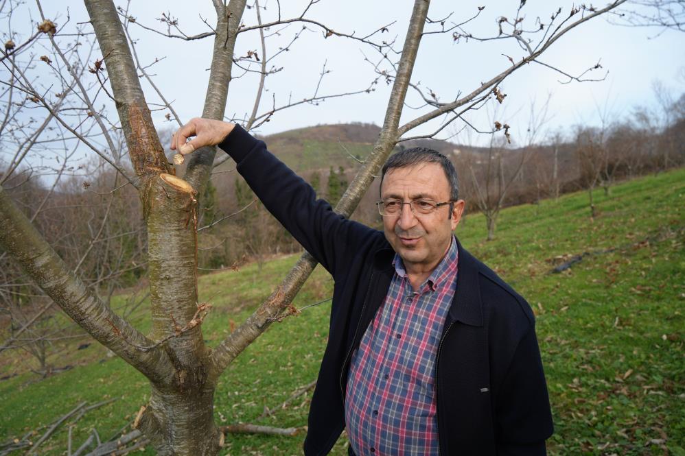 500 bitkiden sadece 35'i sağlam kaldı