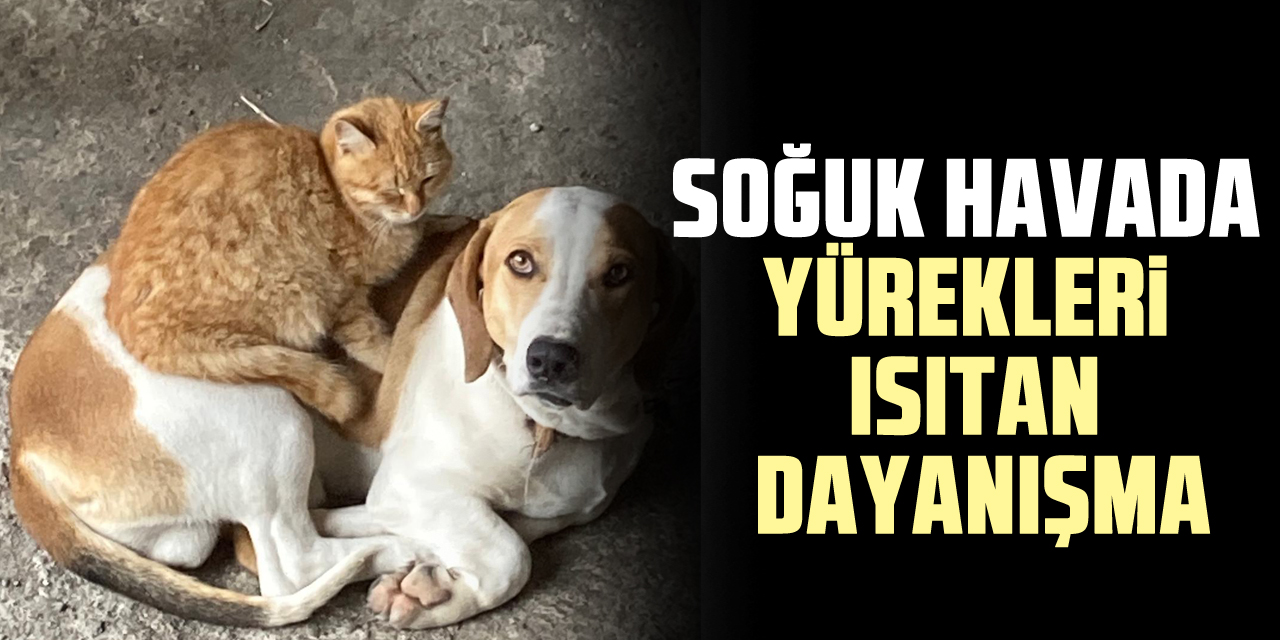 SOĞUK HAVADA YÜREKLERİ ISITAN DAYANIŞMA