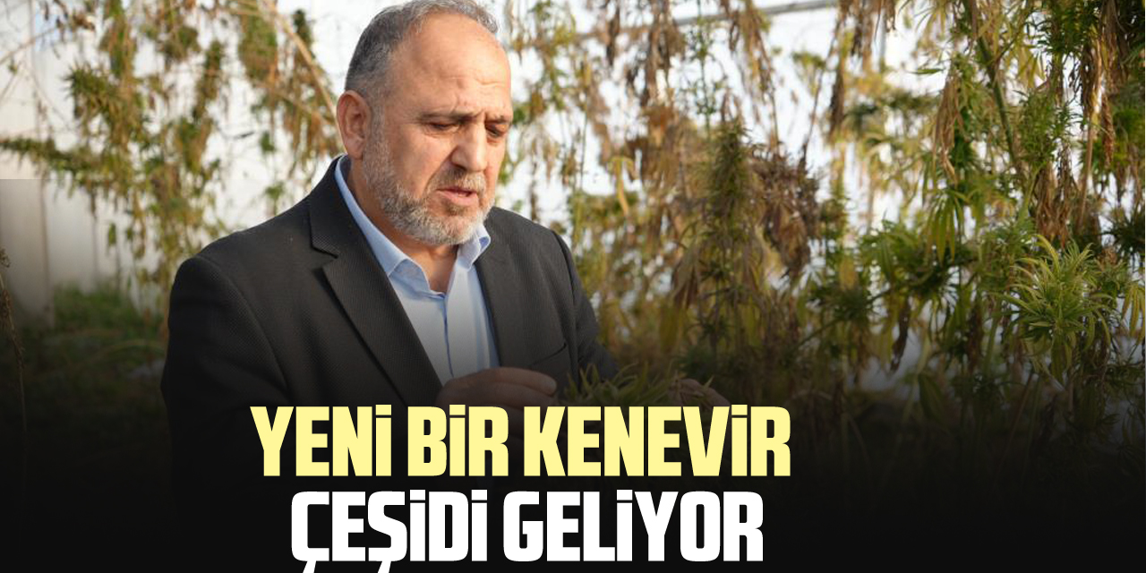 YENİ BİR KENEVİR ÇEŞİDİ GELİYOR