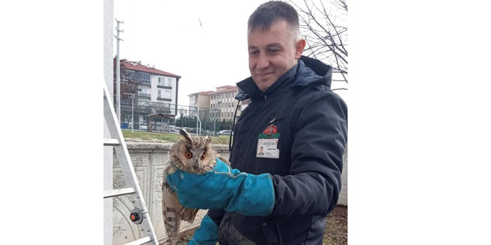 Balkonda mahsur kalan baykuş kurtarıldı