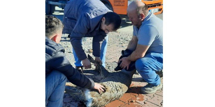 Denize düşen karaca kurtarılıp doğaya salındı