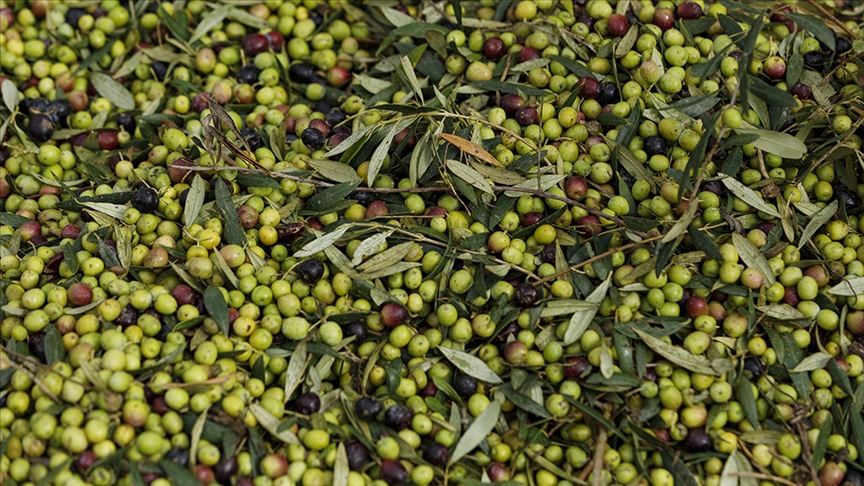 Zeytin üretimi 2024'te rekora ulaştı