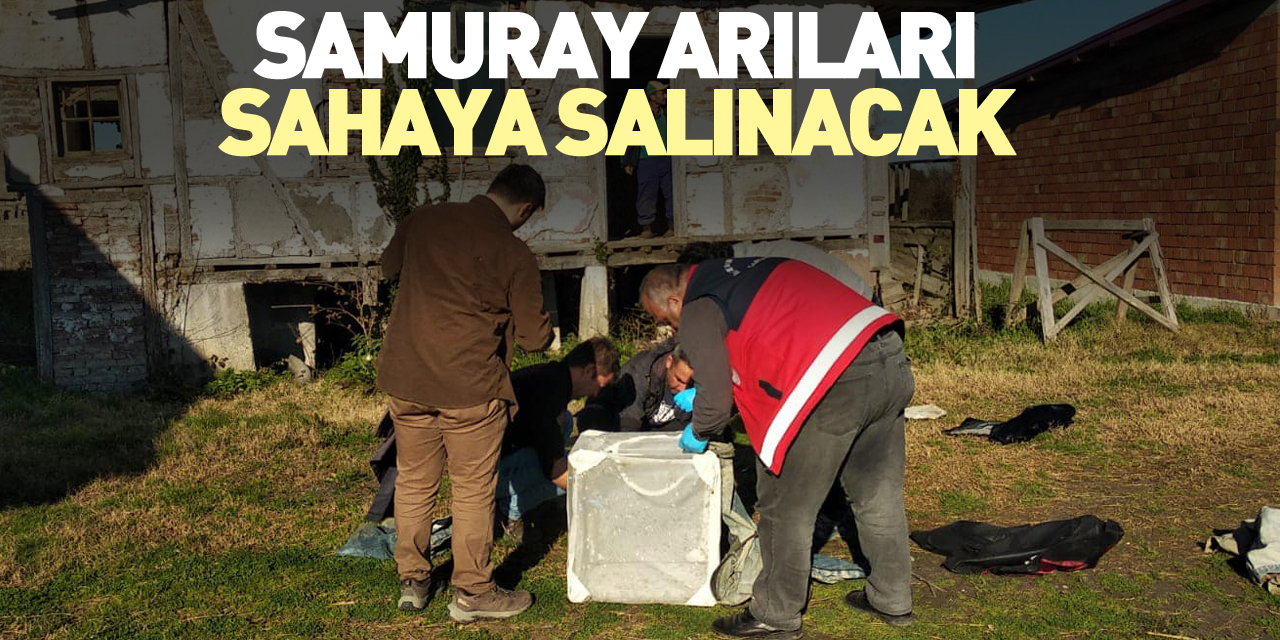 Samuray arıları sahaya salınacak