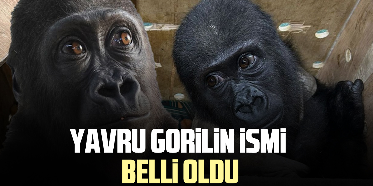 Yavru gorilin ismi belli oldu