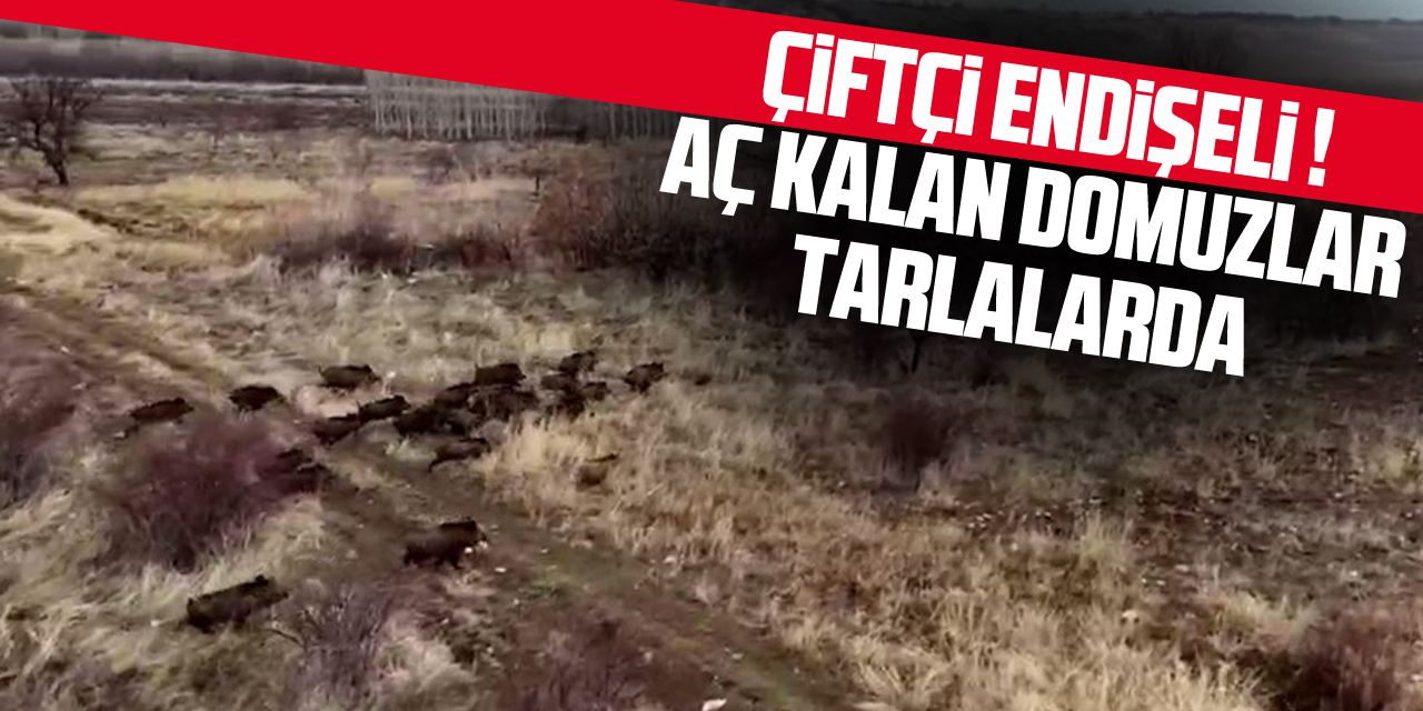 ÇİFTÇİ ENDİŞELİ ! AÇ KALAN DOMUZLAR TARLALARDA