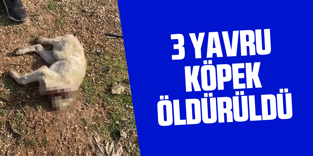 3 yavru köpek öldürüldü