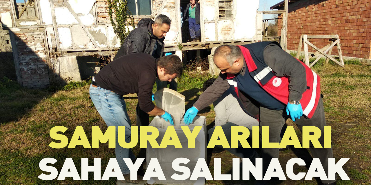 Samuray arıları sahaya salınacak