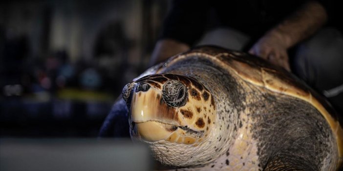 Caretta caretta mavi sularla buluşacağı günü bekliyor