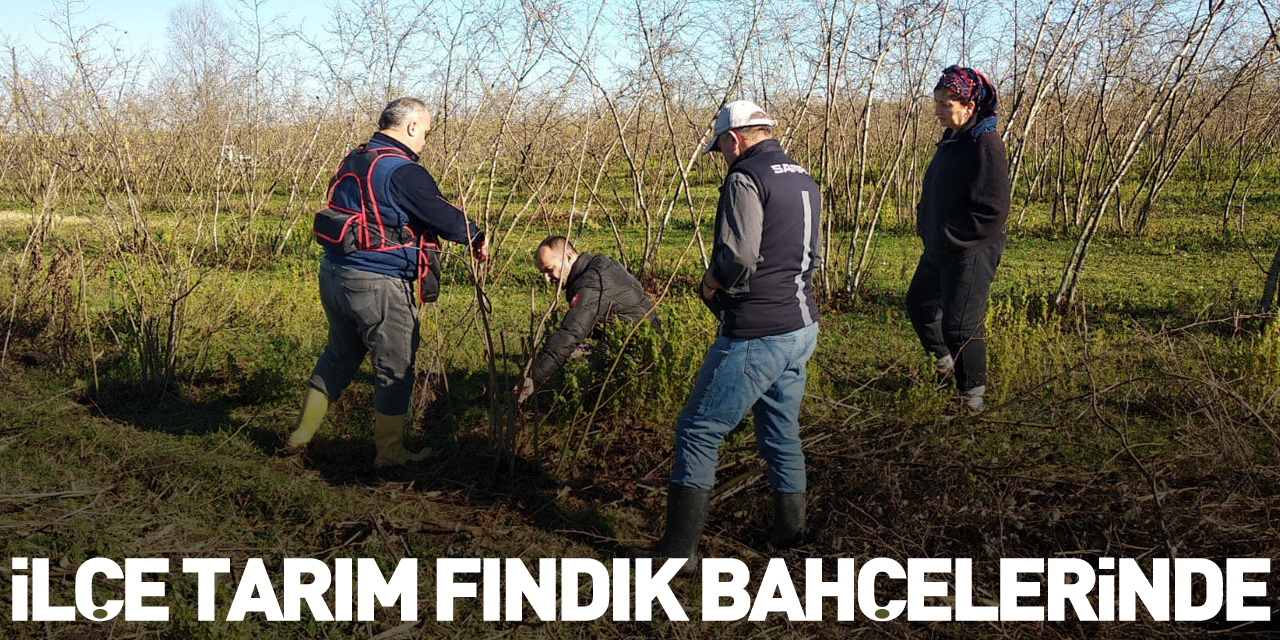 İlçe Tarım Fındık Bahçelerinde