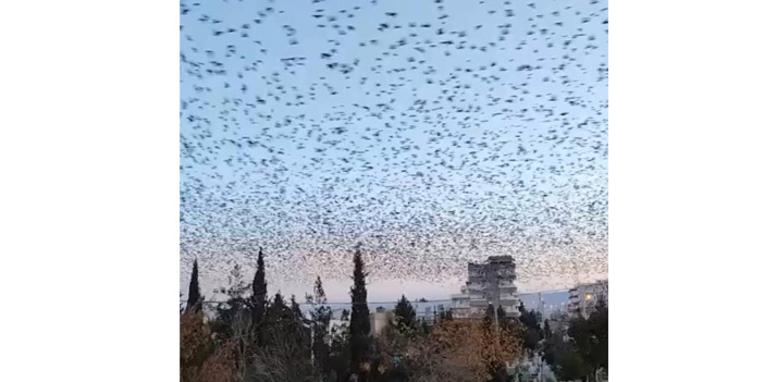 Sığırcık kuşlarından görsel şölen