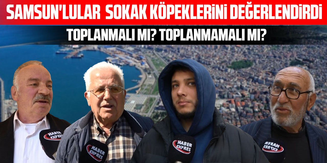 Samsun'lular  Sokak Köpeklerini değerlendirdi Toplanmalı mı? toplanmamalı mı?