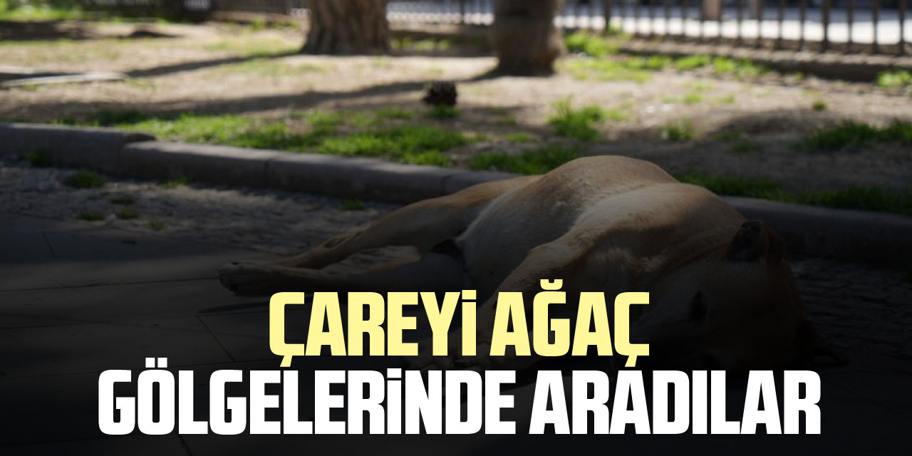 Çareyi ağaç  gölgelerinde aradılar