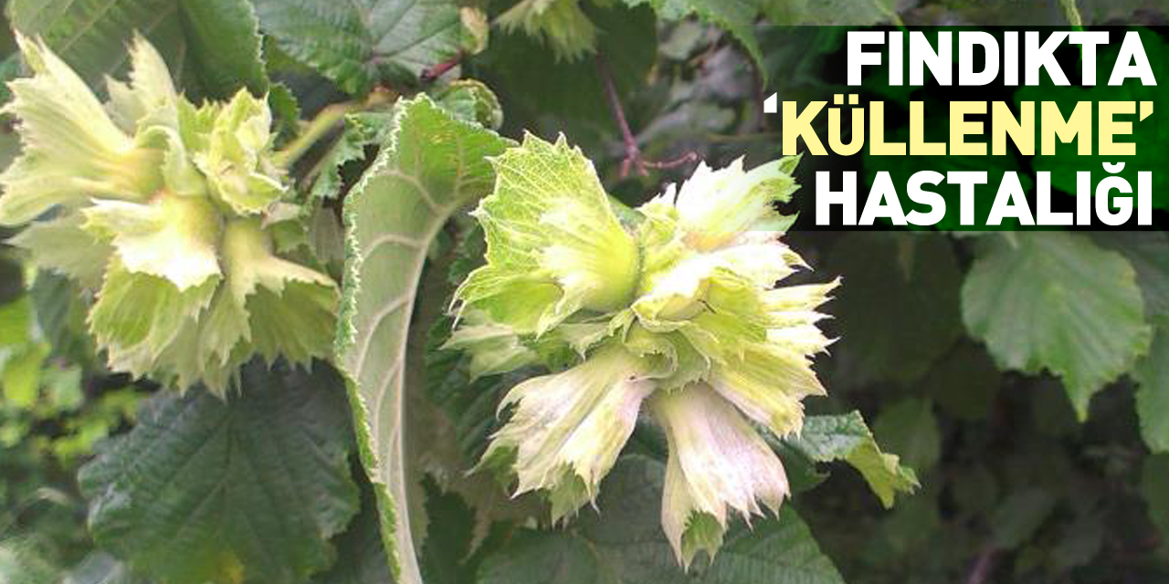 Fındıkta ‘küllenme’ hastalığı