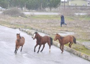 “Yılkı atlar” kimin sorumluluğunda!?