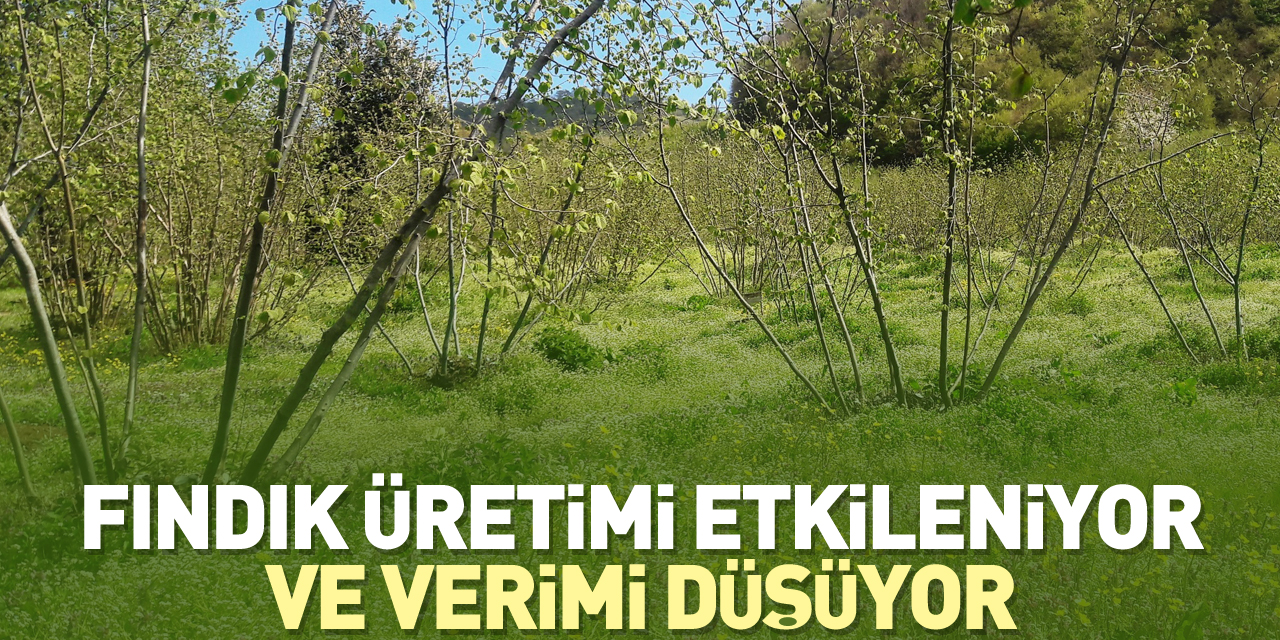 Fındık üretimi etkileniyor ve verimi düşüyor