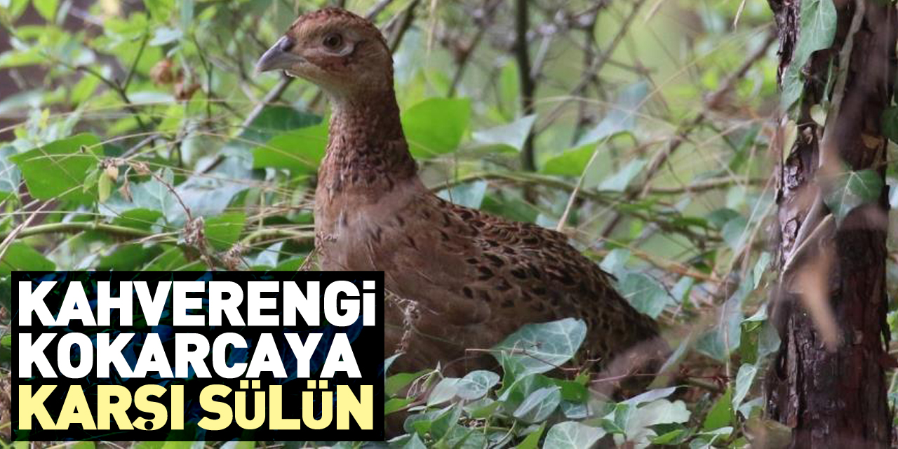 Doğaya sülün salımıyla kahverengi kokarca ile biyolojik mücadele başladı