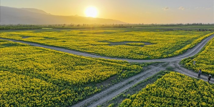 150 dekarlık alanda "Eber sarısı" çiçek açtı