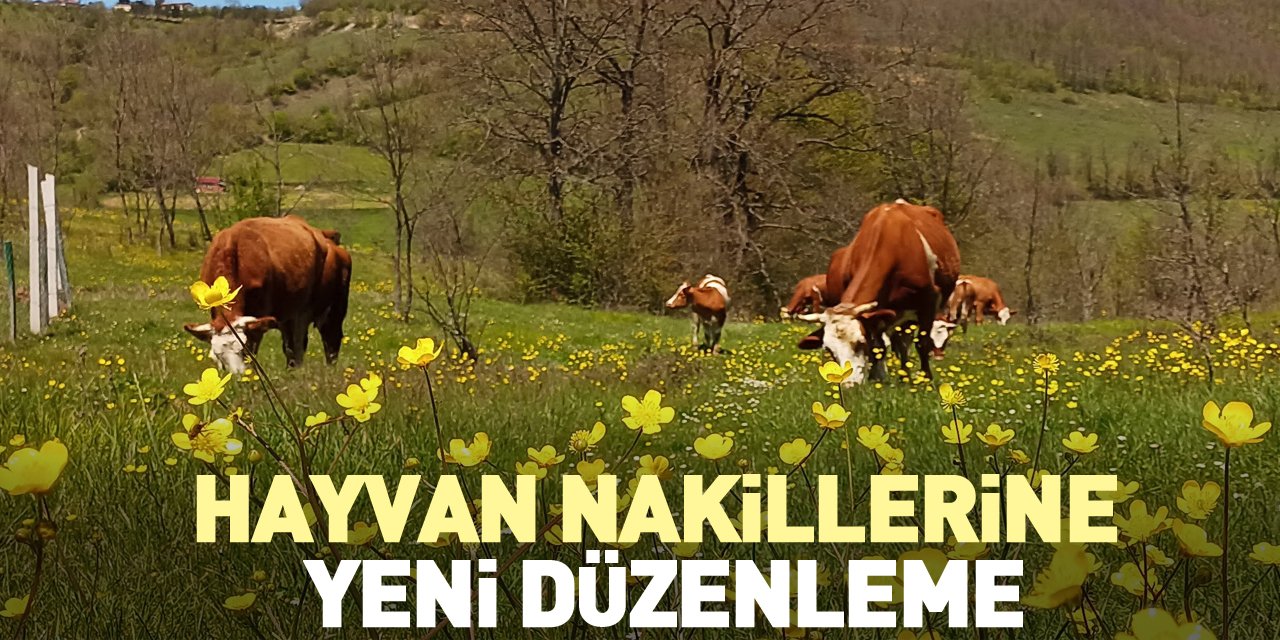 Hayvan nakillerine yeni düzenleme