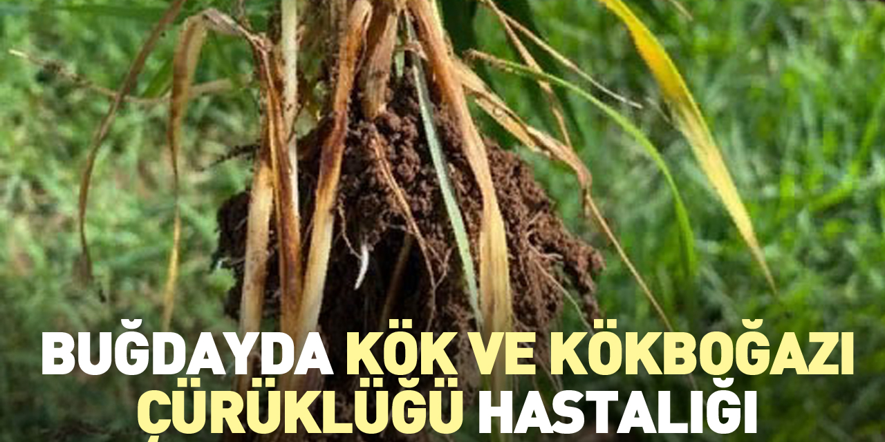 Buğdayda Kök ve Kökboğazı Çürüklüğü Hastalığı