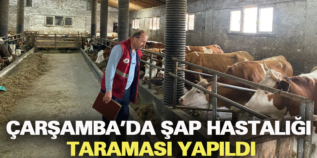 Çarşamba'da şap hastalığı taraması yapıldı