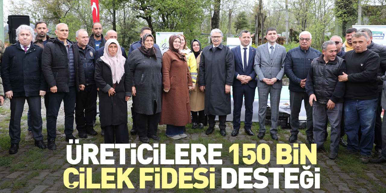 Üreticilere 150 bin çilek fidesi desteği