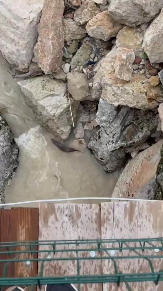 Nesli tükenme tehlikesi altındaki su samurları görüntülendi