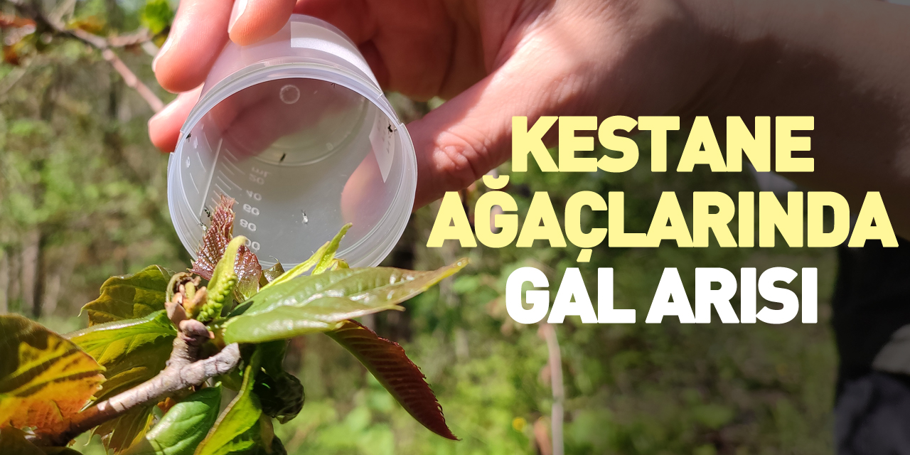Kestane ağaçlarında gal arısı
