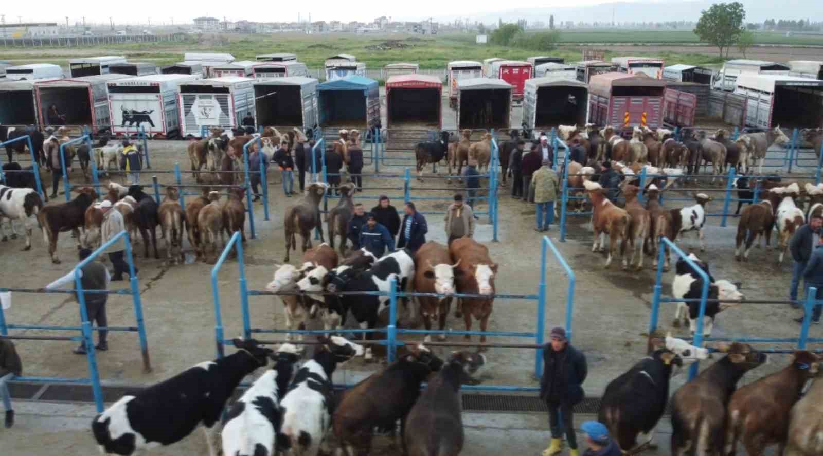 Afyonkarahisar’da kurbanlık hareketliliği