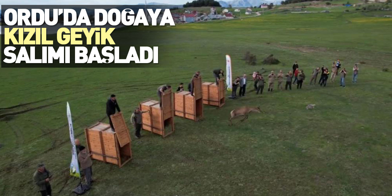 Samsun’dan getirilen 13 geyikten 4’ü Mesudiye’de doğaya bırakıldı