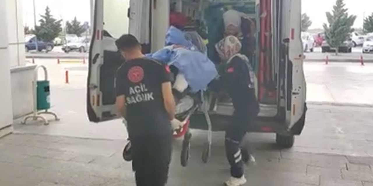 Başıboş köpek dehşeti