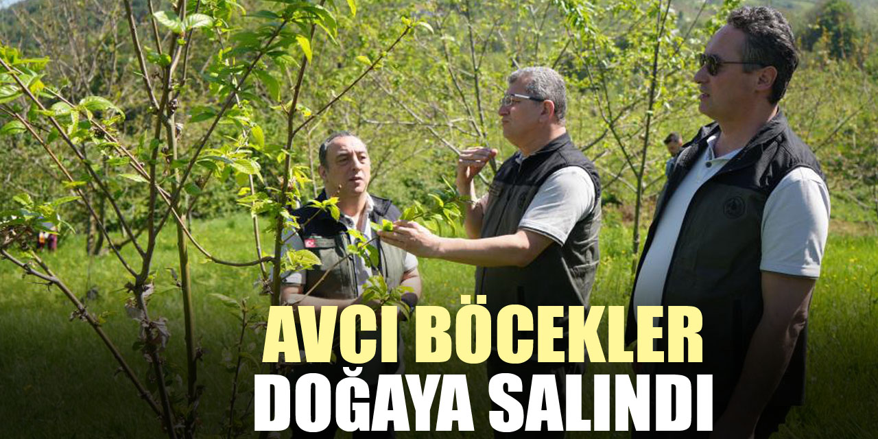 Avcı böcekler doğaya salındı