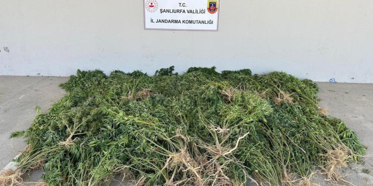 Evinin bahçesine kenevir eken kadın gözaltına alındı