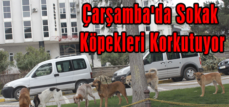 Çarşambada Sokak Köpekleri Korkutuyor