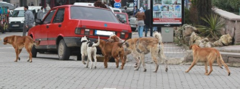 Sokak Köpekleri sorunu Belediyenin sorunu