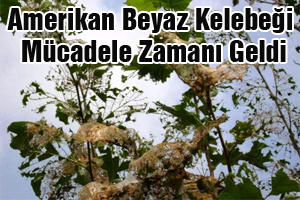 Amerikan Beyaz Kelebeği Mücadele Zamanı Geldi