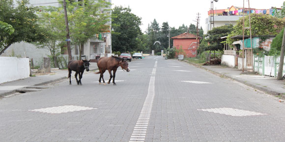 Köpeklerden sonra, Yılkılar şehre indi