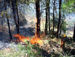 Samsun’da 13 orman yangını meydana geldi