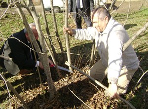 Fındıkta Gübreleme Ve Budama Teknikleri