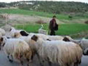 3.500 TL maaşa çoban bulunamıyor