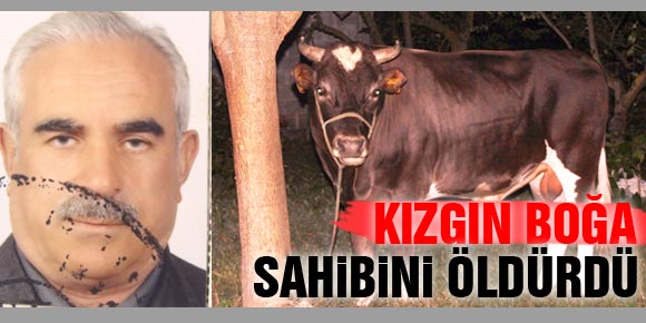 KIZGIN BOĞA SAHİBİNİ ÖLDÜRDÜ